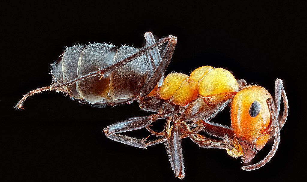 Ant Control service in Lauderhill, FL