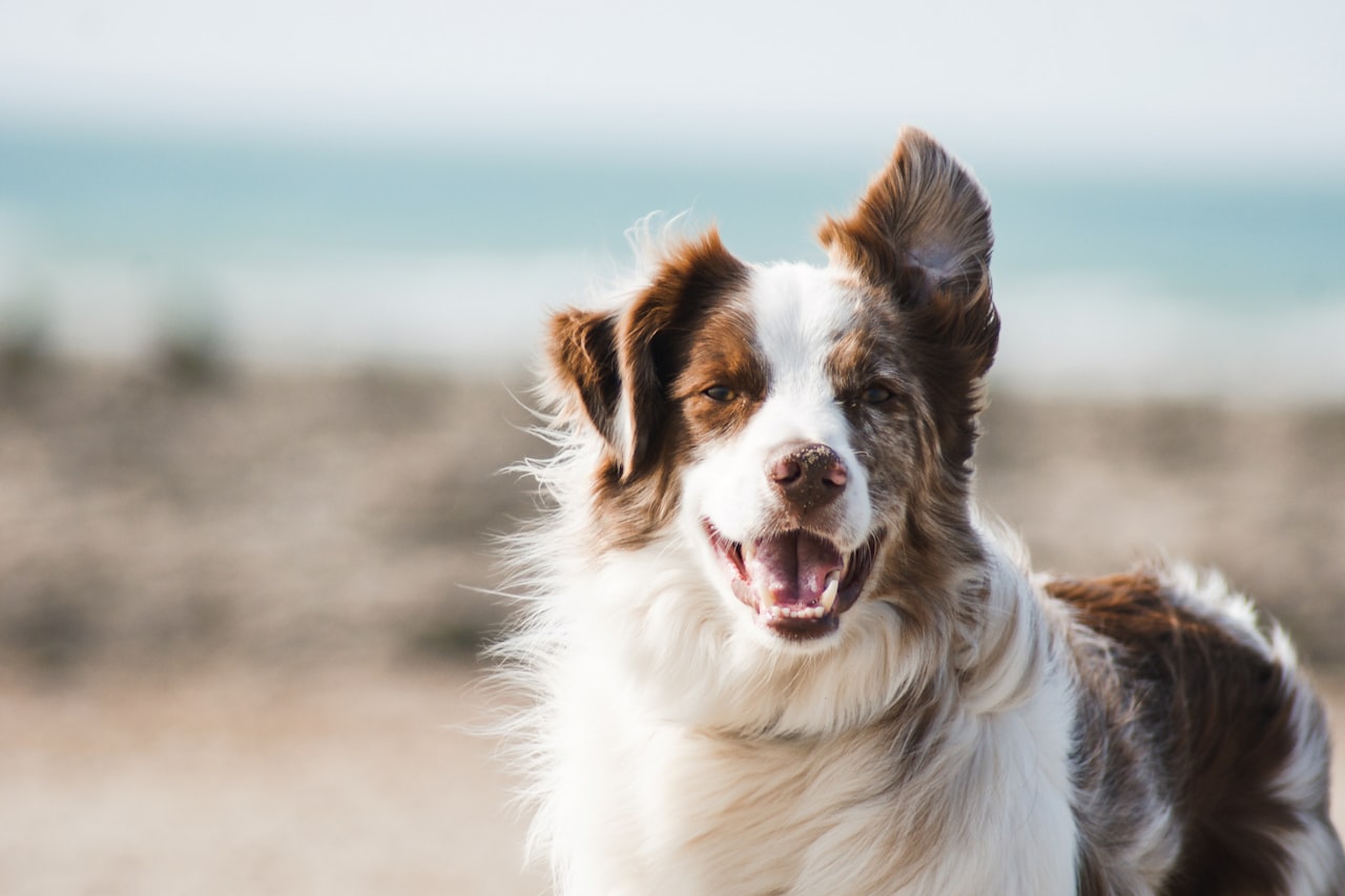Flea & Tick Control service in Lauderhill, FL