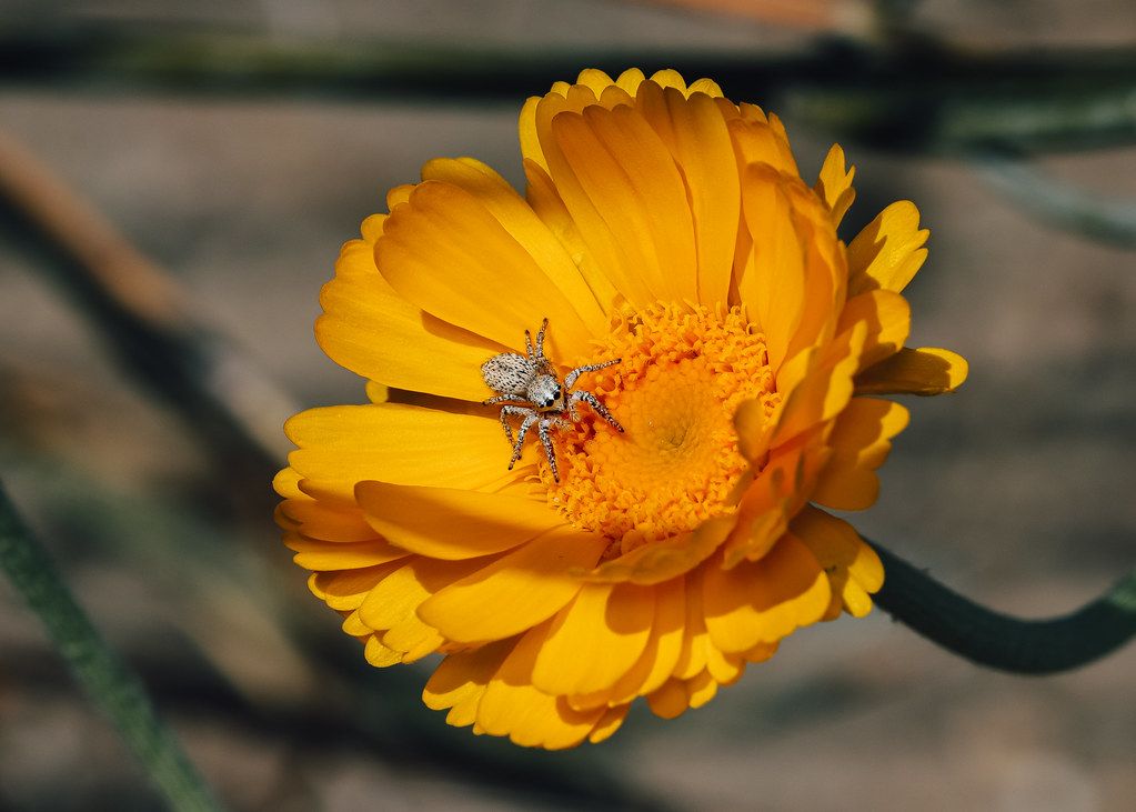 Spider Control service in Lauderhill, FL